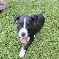 AKC Amanda Reverse Brindle Boxer, a female Boxer for sale in Lakeland, FL – 1 of 3