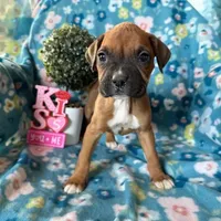 Willow, a female Boxer for sale in Lakeland, FL – Photo 2 of 2