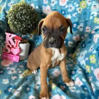 Willow, a female Boxer for sale in Lakeland, FL – Photo 1 of 2