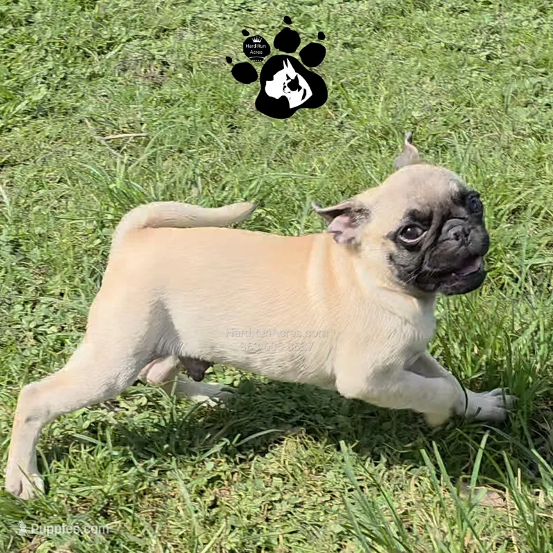 Aster – Pug puppy for sale in Lakeland, FL