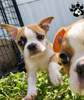 Kinsley the Boston AKC , a female Boston Terrier for sale in Lakeland, FL – 2 of 3