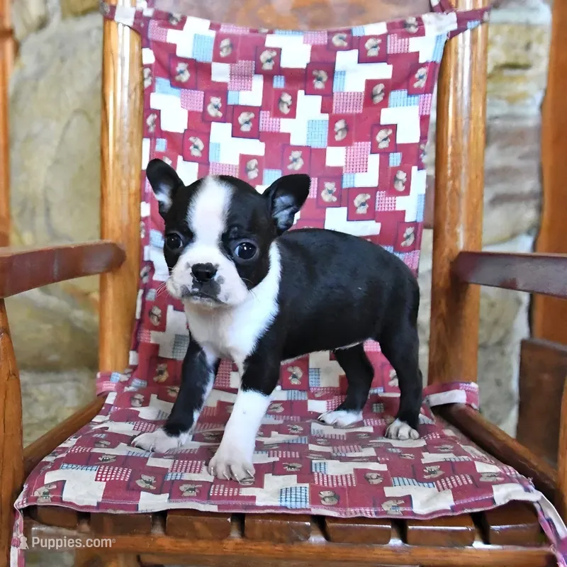 Cannoli  – Boston Terrier puppy for sale in Lakeland, FL