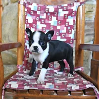 Cannoli , a female Boston Terrier for sale in Lakeland, FL – 1 of 2