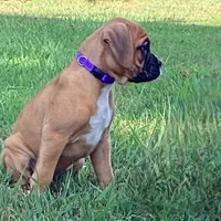 Tessa AKC , a female Boxer for sale in Lakeland, FL – 3 of 3