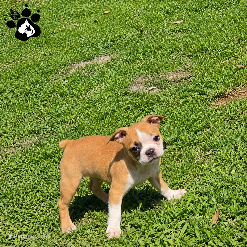 Kinsley the Boston AKC  – Boston Terrier puppy for sale in Lakeland, FL