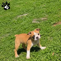 Kinsley the Boston AKC , a female Boston Terrier for sale in Lakeland, FL – 1 of 3