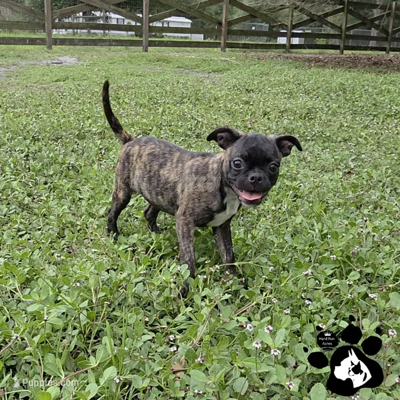 Sheri – Bugg puppy for sale in Lakeland, FL