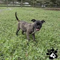 Sheri, a female Bugg for sale in Lakeland, FL – 1 of 4