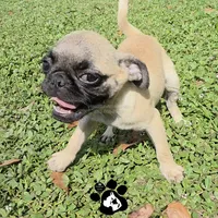 Annabell, a female Pug for sale in Lakeland, FL – 4 of 5