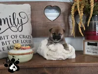 Becca, a female Shiba Inu for sale in Lakeland, FL – 4 of 4