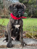 Bear, a male Boxer for sale in Lakeland, FL – Photo 1 of 4