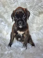 Bear, a male Boxer for sale in Lakeland, FL – Photo 2 of 4