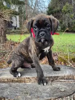 Bear, a male Boxer for sale in Lakeland, FL – Photo 4 of 4