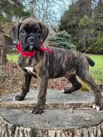 Bear, a male Boxer for sale in Lakeland, FL – Photo 3 of 4