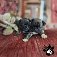 PERICLES the Bugg, a male Boston Terrier and Pug for sale in Lakeland, FL – 2 of 2