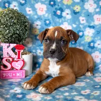 Poppy, a male Boxer for sale in Lakeland, FL – Photo 2 of 3