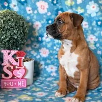 Poppy, a male Boxer for sale in Lakeland, FL – Photo 1 of 3