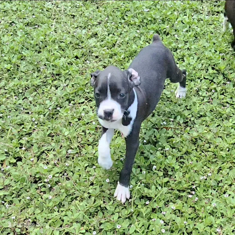 AKC Alissa Sealed Brindle Boxer – Boxer puppy for sale in Lakeland, FL