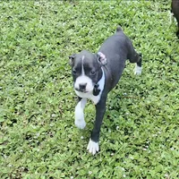 AKC Alissa Sealed Brindle Boxer, a female Boxer for sale in Lakeland, FL – 1 of 3