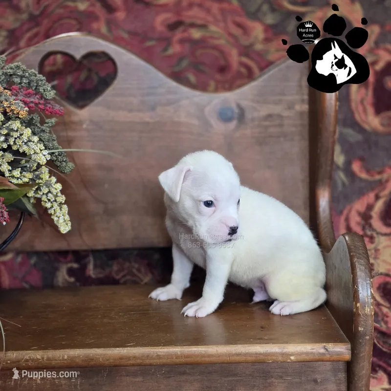 Peyton AKC White  – Boxer puppy for sale in Lakeland, FL