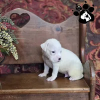 Peyton AKC White , a male Boxer for sale in Lakeland, FL – 1 of 3