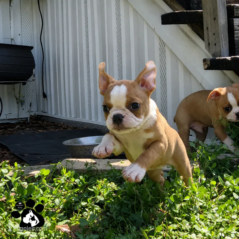 Kay the Boston AKC  – Boston Terrier puppy for sale in Lakeland, FL