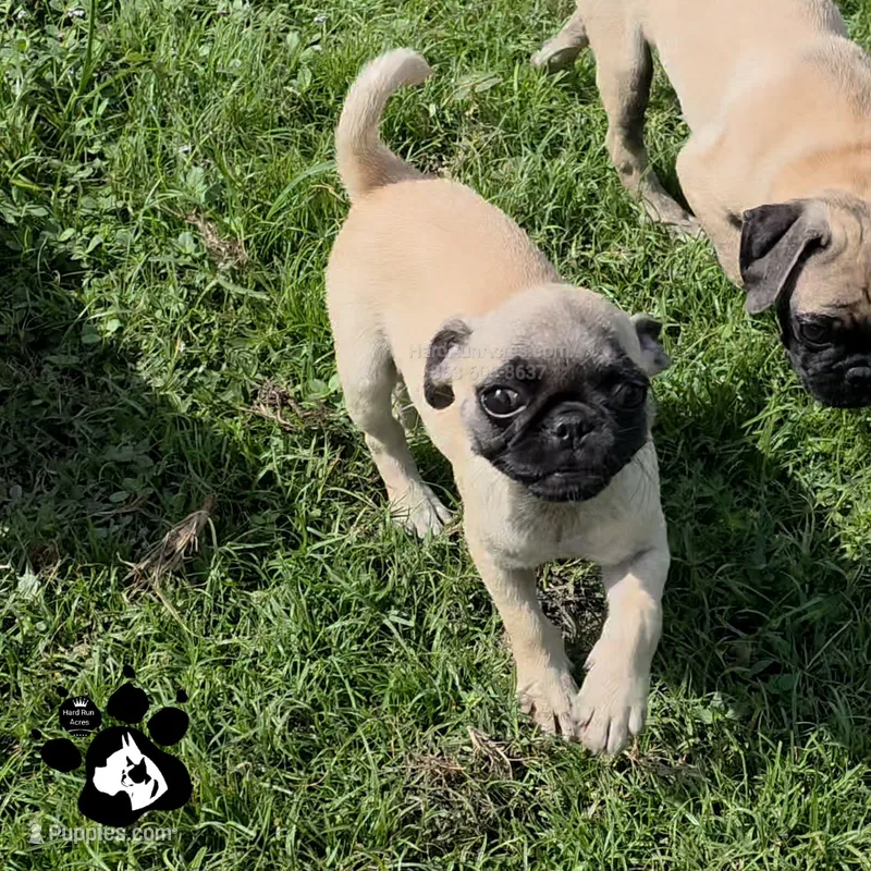 Annabell – Pug puppy for sale in Lakeland, FL