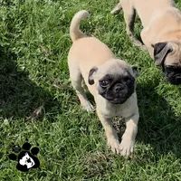 Annabell, a female Pug for sale in Lakeland, FL – 1 of 5