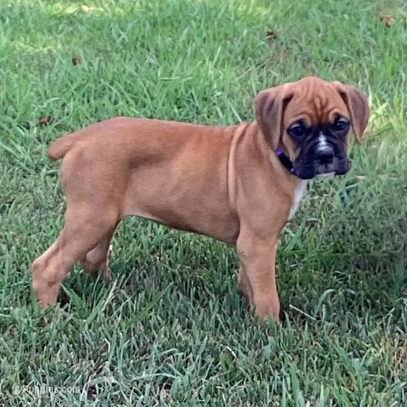 Tessa AKC  – Boxer puppy for sale in Lakeland, FL