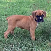 Tessa AKC , a female Boxer for sale in Lakeland, FL – 1 of 3