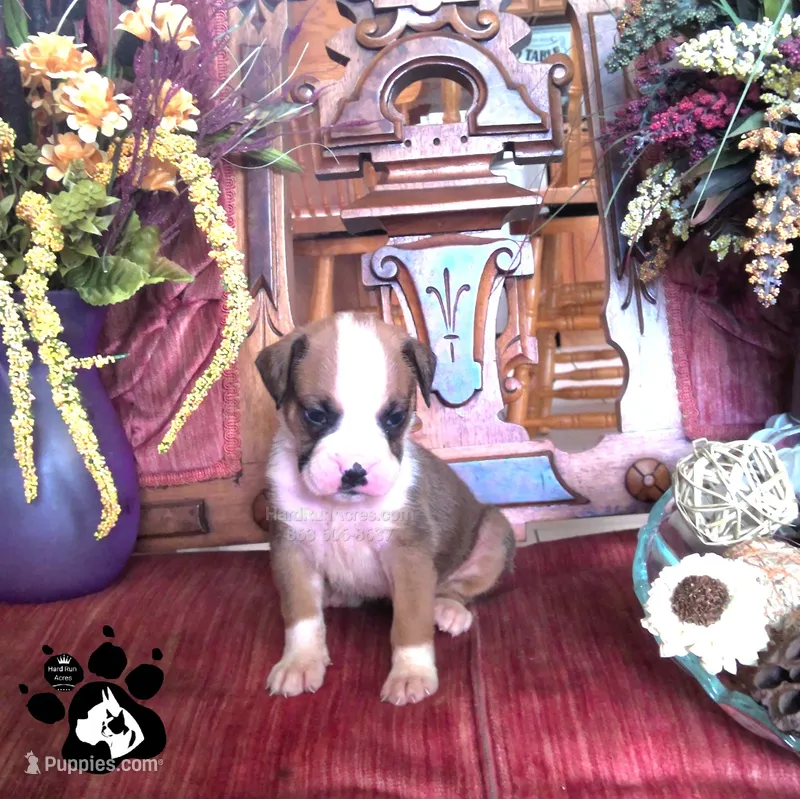Rochelle AKC  – Boxer puppy for sale in Lakeland, FL