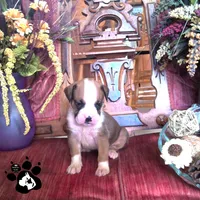 Rochelle AKC , a female Boxer for sale in Lakeland, FL – 1 of 4