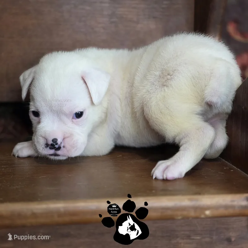 Preston AKC White – Boxer puppy for sale in Lakeland, FL
