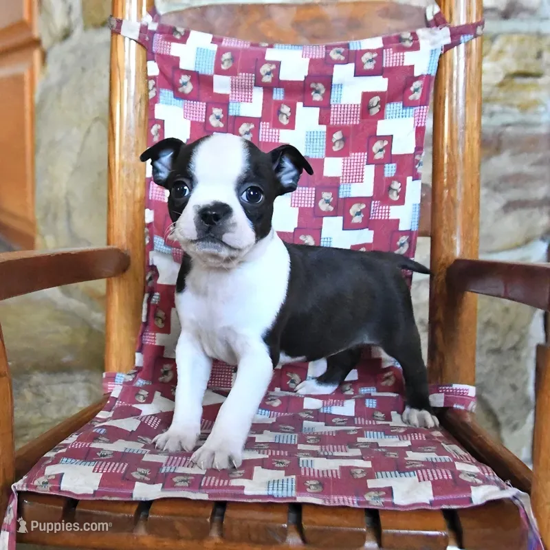 QUINCY  – Boston Terrier puppy for sale in Lakeland, FL