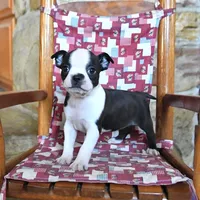 QUINCY , a female Boston Terrier for sale in Lakeland, FL – 1 of 3