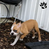 Kyle the boston AKC , a male Boston Terrier for sale in Lakeland, FL – 4 of 4