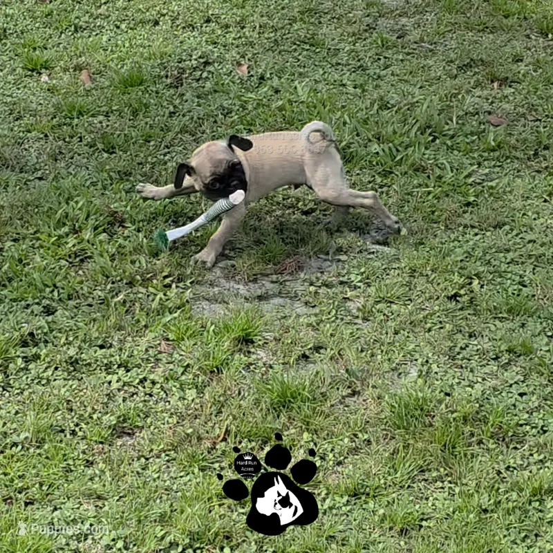 Andy – Pug puppy for sale in Lakeland, FL