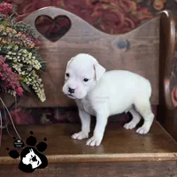 Peyton AKC White , a male Boxer for sale in Lakeland, FL – 3 of 3