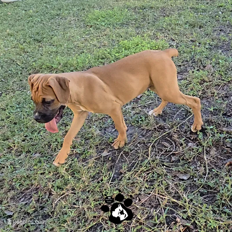 Terri AKC  – Boxer puppy for sale in Lakeland, FL