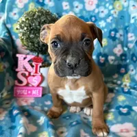AKC Daisy, a female Boxer for sale in Lakeland, FL – Photo 1 of 2