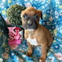 AKC Daisy, a female Boxer for sale in Lakeland, FL – Photo 2 of 2