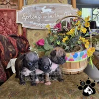 Sheri, a  Bugg for sale in Lakeland, FL – Photo 3 of 4