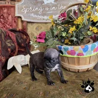 Sheri, a  Bugg for sale in Lakeland, FL – Photo 4 of 4