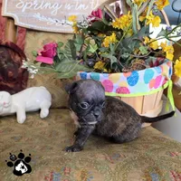 Sheri, a  Bugg for sale in Lakeland, FL – Photo 2 of 4