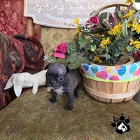 Sheri, a  Bugg for sale in Lakeland, FL – Photo 1 of 4