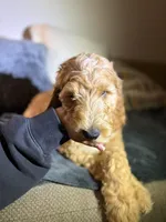 no name , a male Goldendoodle and Poodle - Standard  for sale in Carrollton, GA – Photo 1 of 2