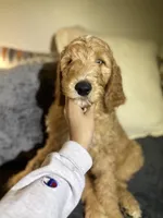 no name , a male Goldendoodle and Poodle - Standard  for sale in Carrollton, GA – Photo 2 of 2