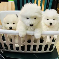 processed/d25dea2b-0b9f-4f91-b3a2-a99ea8163c5a/facility/56de0b5c-68d4-4d14-b3b0-e9f795f773d0