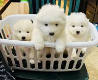 processed/d25dea2b-0b9f-4f91-b3a2-a99ea8163c5a/facility/56de0b5c-68d4-4d14-b3b0-e9f795f773d0