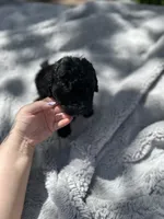 Triton, a male Goldendoodle for sale in Barron, WI – 2 of 7
